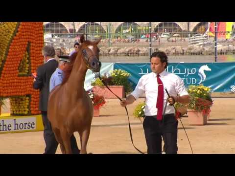Falah Al Shaqab Menton 2014