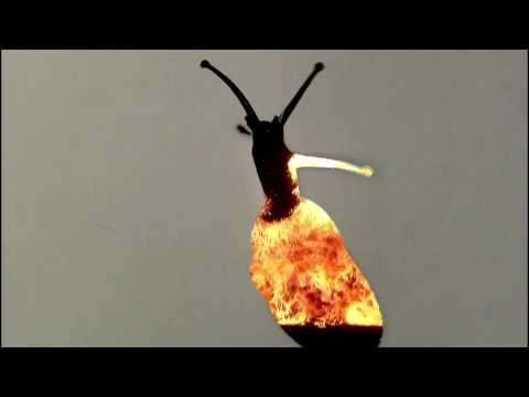 video frame placeholder