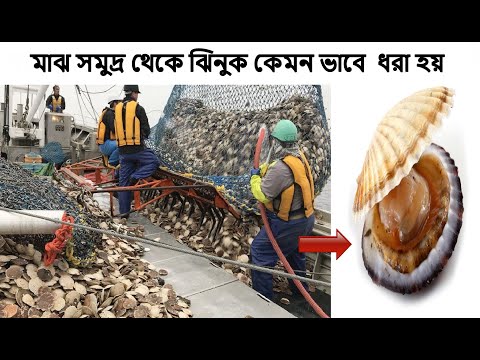 how fisherman catch hundred ton scallops | scallop fishing vessel | scallop processing in factory