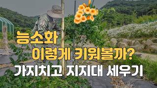 능소화 가지치기 지지대 세우기 노란능소화 키우기 