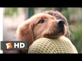A Dog's Purpose (2017) - I Had a Boy Scene (1/10) | Movieclips