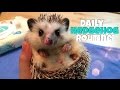 Hedgehog Care: Daily Hedgehog Routine