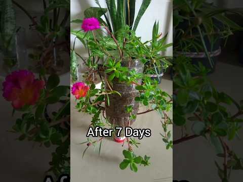 Plastic Bottle Planter for Portulaca/7 Days Growth #portulacaplant #treanding #viralshort #plant