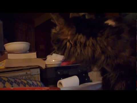 Princess cat gagging after eating