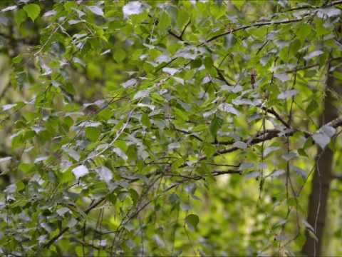 Spira Ensemble - Björkarnas valv (Nils-Eric Fougstedt)