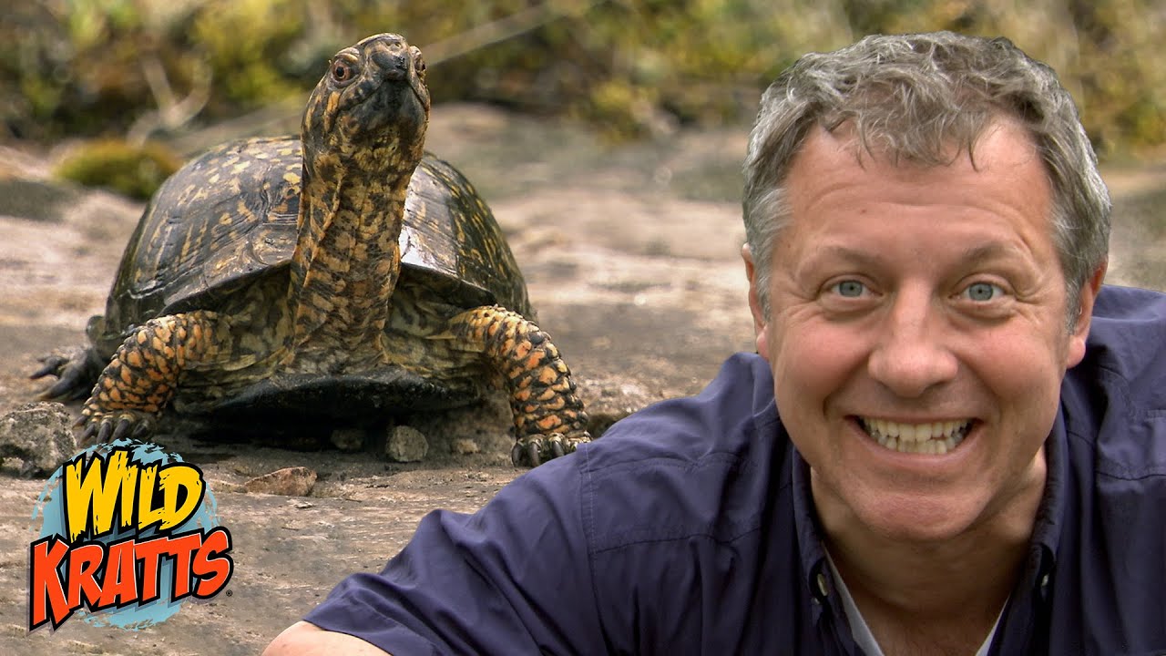 Defensive Creature Powers | Box Turtles! | Wild Kratts 