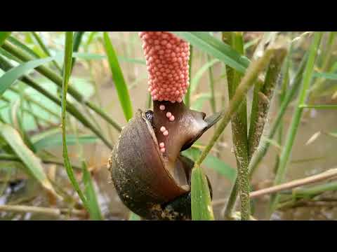 Golden apple snail laying eggs "Amazing in local"