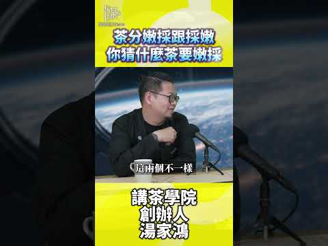 嫩採和採嫩差在哪？茶葉採摘方式一次懂