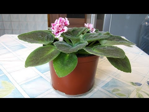 Узамбарская Фиалка Морозная Вишня | Релакс