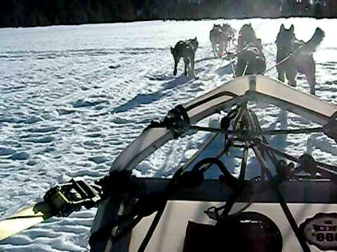 On Dasher on Dancer on Prancer on Doggie - Mush mush