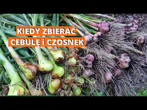 , title : 'Kiedy zbierać czosnek i cebulę. Zbiór czosnku, szalotki i cebuli.'