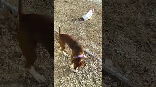 Video preview image #1 Boxer-Unknown Mix Puppy For Sale in Stover, MO, USA