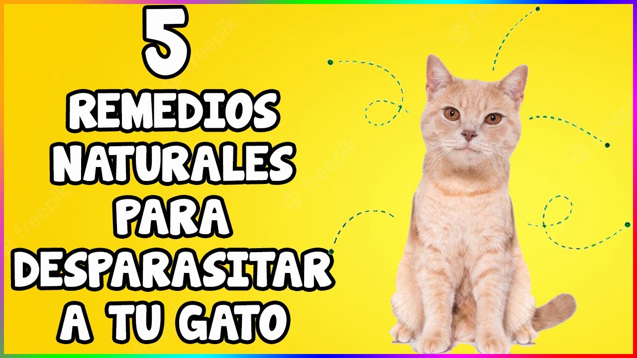 Cómo Desparasitar a Tu Gato (5 Remedios Naturales) - SiamCatChannel