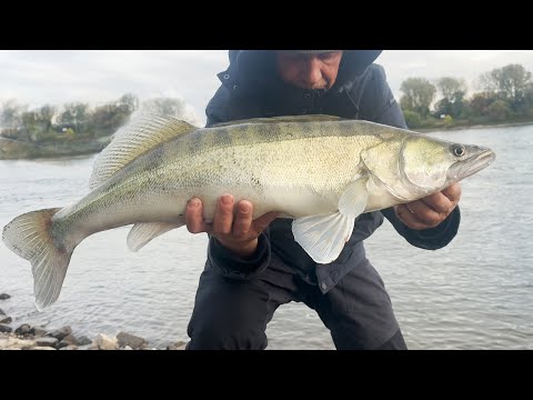 XXL Zander angeln mit Wobbler vom Ufer !