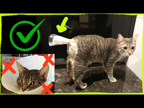 Degloved Cat Tail Injury: Tail Bandage for Chronic Injury