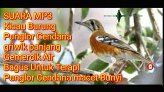 Download lagu suara burung punglor cendana belajar ngriwik panja... mp3