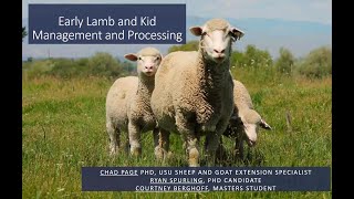 Early lamb and kid management and processing