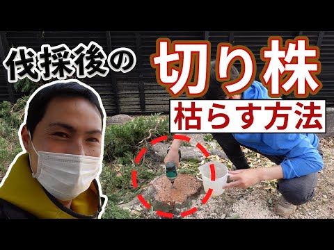 酢の木の伐採:正しいやり方 植物