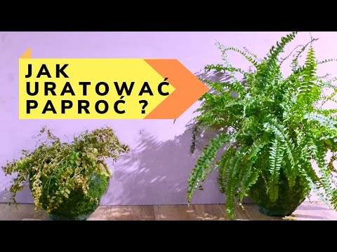 Dlaczego paprotka USYCHA gubi liście Jak uratować schnąca paproć