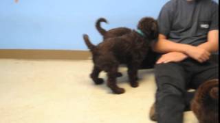 Video preview image #1 Labradoodle Puppy For Sale in JASPER, GA, USA
