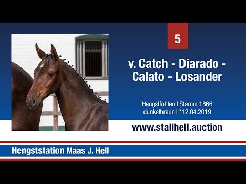 1. Online Fohlenauktion - Nr. 5 Catch x Diarado