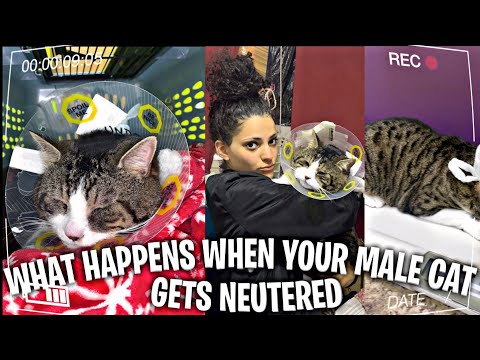What Happens When Your Male Cat Gets Neutered