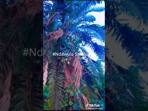 #Kabaka Ndawula @SsalongoKiyingizimwanguyizza