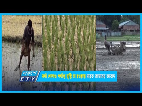 বর্ষা শেষেও পর্যাপ্ত বৃষ্টি না হওয়ায় ব্যহত আমনের আবাদ | ETV News