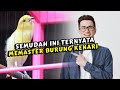 Cara Memaster Burung Kenari Yang Benar Dan Tepat ️ Agar Masteran Mudah Masuk Dan Mudah Di Tiru