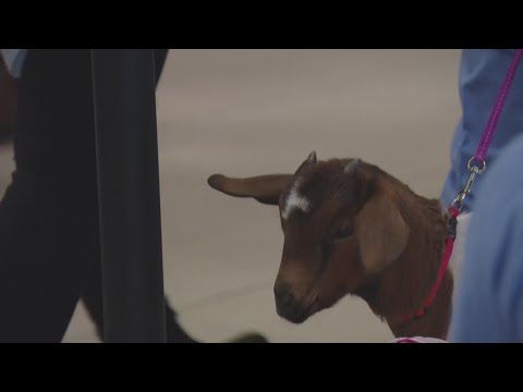St. Joseph Hospital Caregivers Treated To Special 'Thank You' With ... Goats