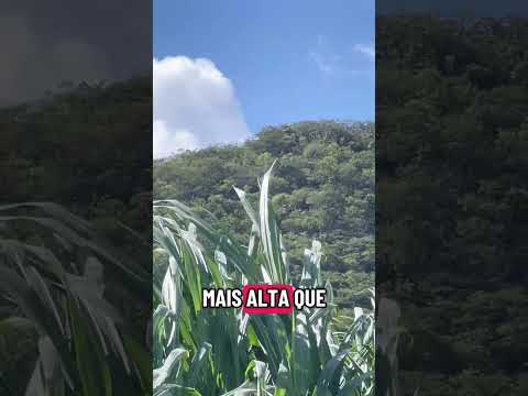 Fartura de ração pra animais é grande aqui sítio Giral de Capim município de Taperoá na Paraíba ￼