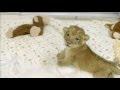 Baby Lion Cubs Happy Despite No Mother