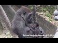 WCS Bronx Zoo Welcomes Two Newborn Gorillas ...