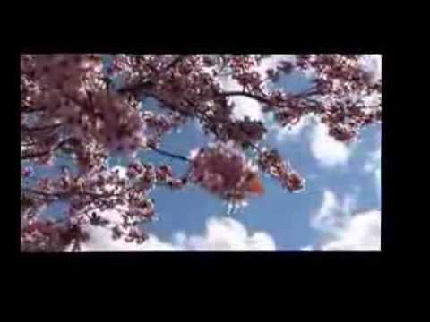 SIMIDA ISTRATE - PLOAIA DE PETALE