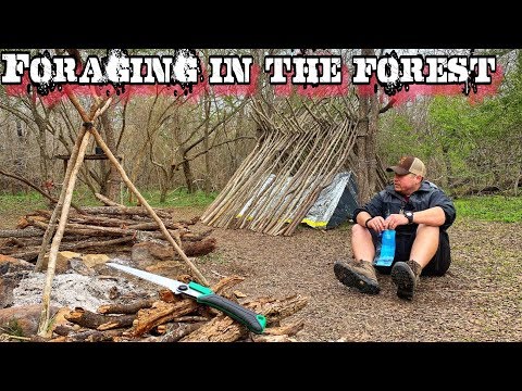 7 Day $100 Walmart Survival Challenge - Day 3 - Foraging Texas Winter Survival