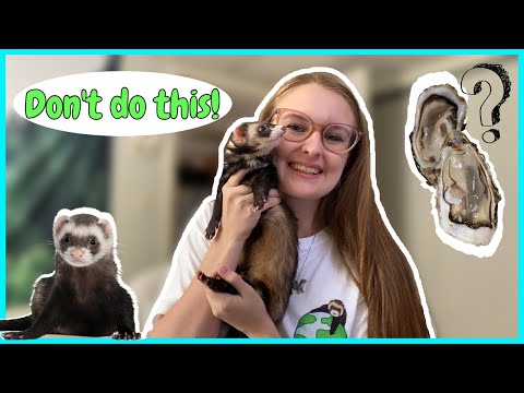 YouTube video about: Can ferrets eat mealworms?