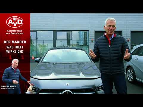 Der Marder: Ultraschall, Marderspray, Marderstäbchen - was hilft wirklich?