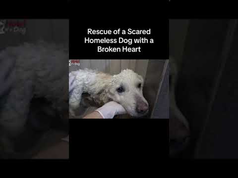 #rescueanimals #animalsrescue #rescue #saveanimals #dog #rescuedog #straydogs #d