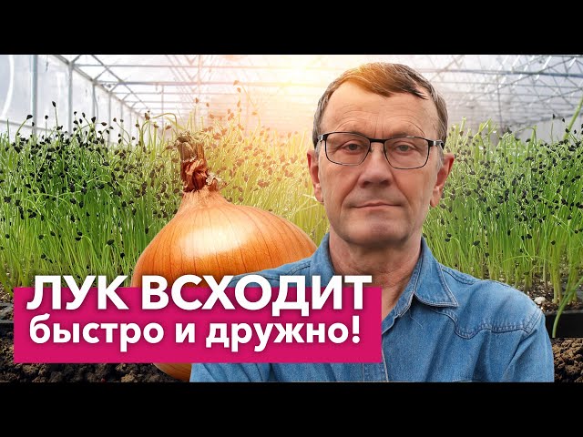 КАК ВЫРАСТИТЬ ГИГАНТСКИЙ ЛУК ИЗ СЕМЯН? Сеем лук Эксибишен на рассаду без пикировки