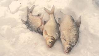 Ловля леща на сурском водохранилище зимой