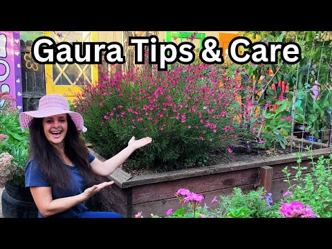 How to Grow GUARA (Wandflower)