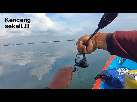 GT fish is on the rampage..