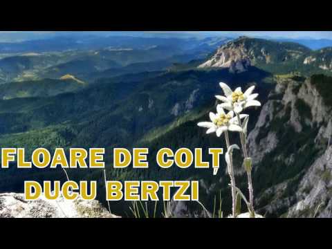 Ducu Bertzi - Floare de colţ