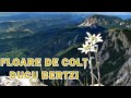 Ducu Bertzi Floare De Colţ