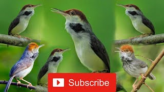 Download lagu Suara Pikat Burung Prenjak Coki mp3