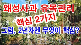 극초밀식 왜성사과 유목 관리 핵심 2가지. 그럼 2년차엔 무엇이 핵심?(사과나무 유목 관리법, 극초밀식재배,…