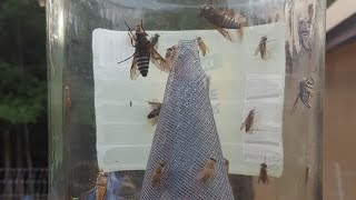 Horse Flies: How to Get Rid of Flies - No Chemicals, No Electricity