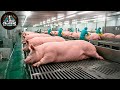 How America Raises 75M Pigs Every Year Inside Modern Pig Farms Processing Factory