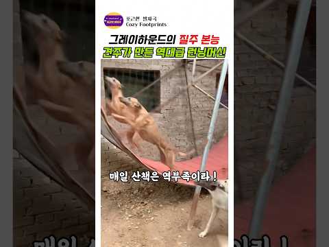 그레이하운드의 질주본능 견주가 만든 역대급 런닝머신 #강아지 #애견영상 #반려견 #반려동물#그레이하운드