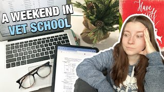 A WEEKEND IN THE LIFE OF A VET STUDENT: studying for a midterm and decorating for christmas 🩺